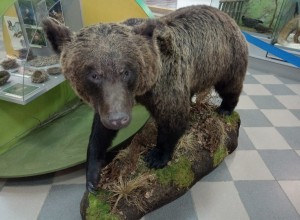Вышневолоцкому краеведческому музею им. Г. Г. Монаховой подарили чучело медведя