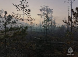 В Вышневолоцком округе сотрудники МЧС предотвратили тление лесной подстилки