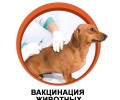 В Вышневолоцком городском округе пройдёт бесплатная выездная вакцинация собак и кошек от бешенства