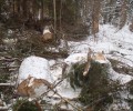  Полицейские МО МВД России «Вышневолоцкий» установили подозреваемого в незаконной рубке леса