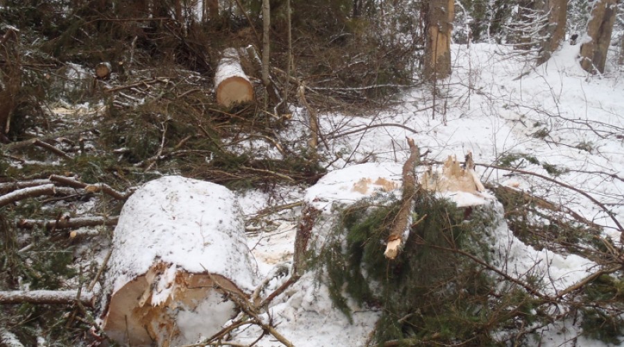  Полицейские МО МВД России «Вышневолоцкий» установили подозреваемого в незаконной рубке леса