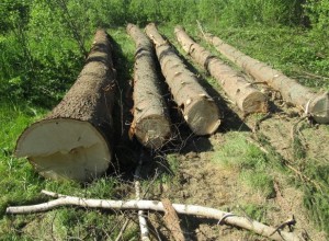 Жителя Вышневолоцкого городского округа обвиняют в незаконной рубке деревьев на сельхозземле