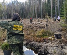 В Вышневолоцком городском округе высадили сеянцы ели европейской в рамках национального проекта Экология