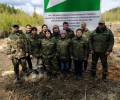 В Вышневолоцком городском округе высадили сеянцы ели европейской в рамках национального проекта Экология