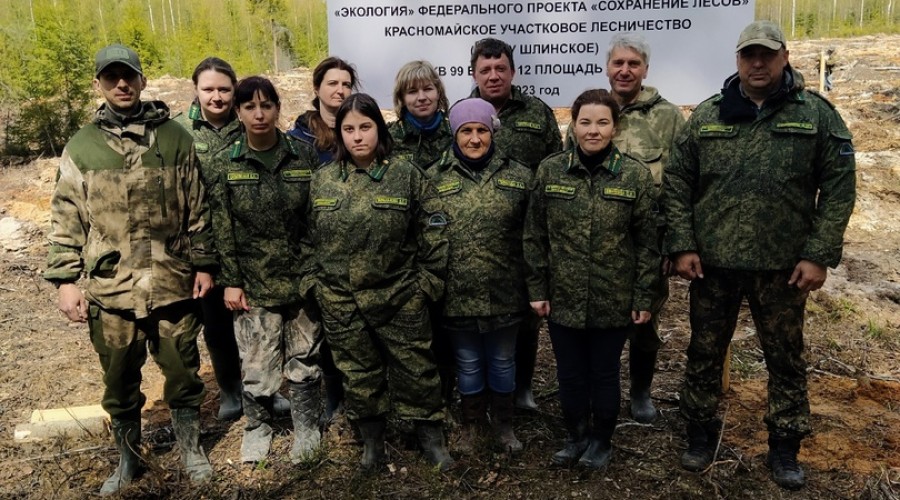 В Вышневолоцком городском округе высадили сеянцы ели европейской в рамках национального проекта Экология