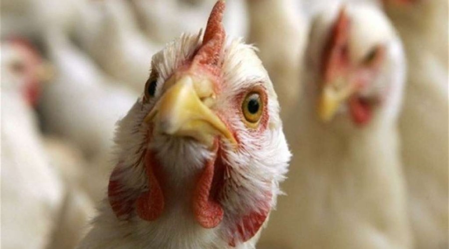 Вышневолоцкая СББЖ информирует об обнаружении на территории Тверской области гриппа птиц