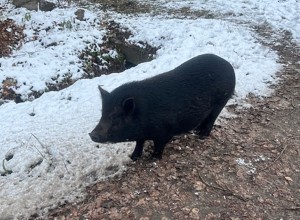 В Вышнем Волочке черная свинья гуляет сама по себе