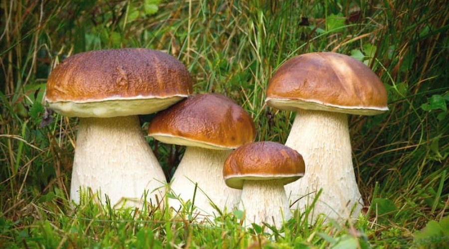 Белый гриб – источник белка и витаминов