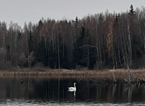В Вышневолоцком городском округе найден не улетевший на зимовку белый лебедь