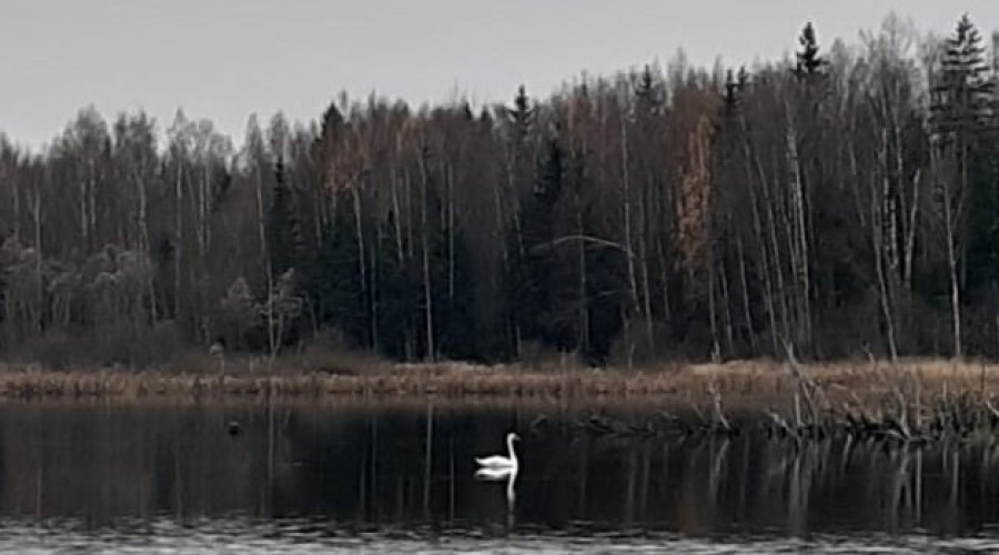 В Вышневолоцком городском округе найден не улетевший на зимовку белый лебедь