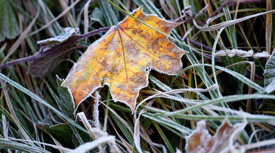 МЧС предупреждает вышневолочан о возможных заморозках на выходных