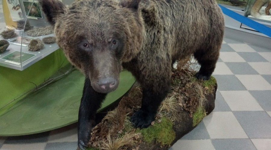 Вышневолоцкому краеведческому музею им. Г. Г. Монаховой подарили чучело медведя