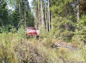 Сотрудники МЧС потушили тление лесной подстилки в Вышневолоцком ГО