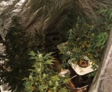 В Вышневолоцком районе полицейские задержали подозреваемого в хранении растительного наркотика