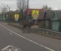 В Вышнем Волочке по дорогам бегали два лосёнка