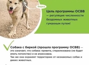 В Вышневолоцком городском округе будут отлавливать собак 