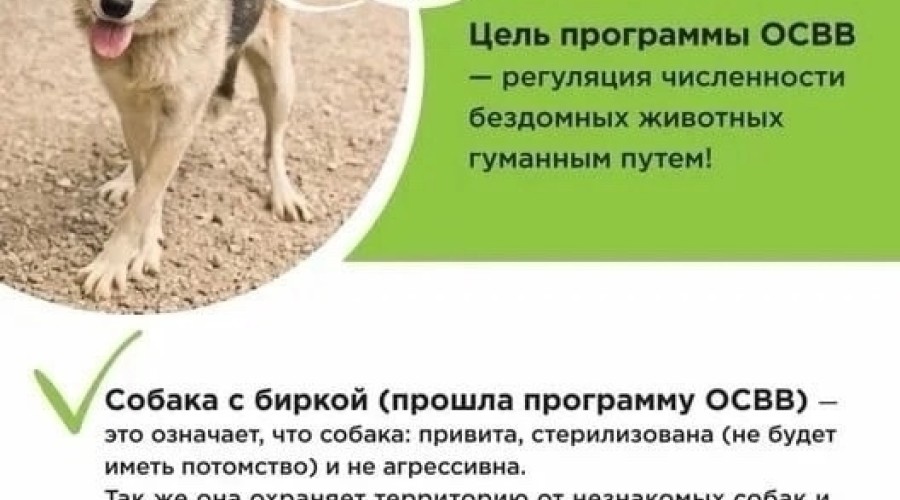 В Вышневолоцком городском округе будут отлавливать собак 
