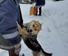 Вышневолочан просят помочь пристроить собаку и кота, хозяйка которых трагически погибла на пожаре