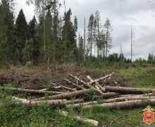 Житель Вышнего Волочка предстанет перед судом за незаконную рубку лесных насаждений