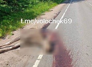На дороге в Вышневолоцком районе машина разорвала лося пополам
