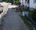 В районе Привокзалки в Вышнем Волочке бегает стая собак