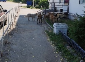 В районе Привокзалки в Вышнем Волочке бегает стая собак