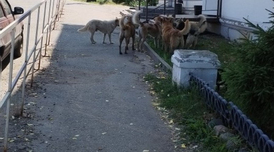 В районе Привокзалки в Вышнем Волочке бегает стая собак