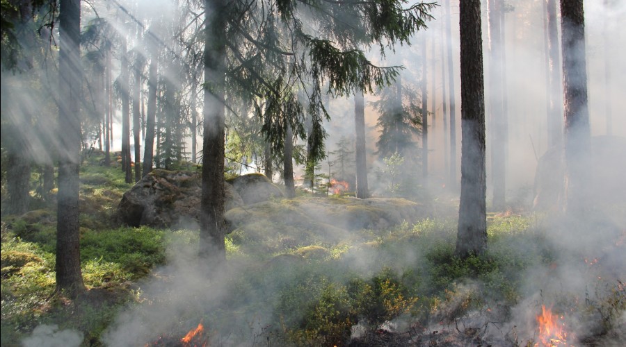 Пожарные Вышневолоцкого городского округа потушили тлеющую лесную подстилку