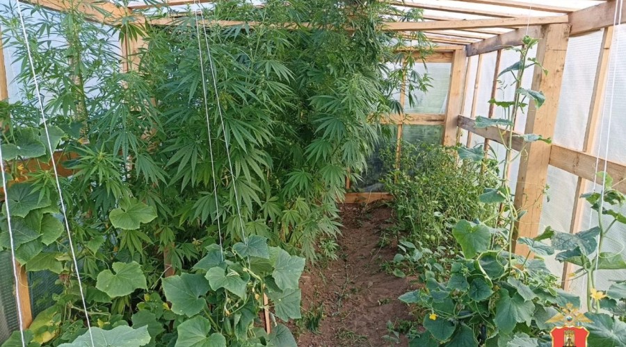 В Вышневолоцком городском округе сотрудники полиции выявили факт незаконного культивирования наркосодержащих растений
