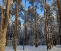 Учащаяся МБУ ДО Станция юных натуралистов заняла второе место на Всероссийском конкурсе Зимний лес