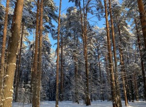 Учащаяся МБУ ДО Станция юных натуралистов заняла второе место на Всероссийском конкурсе Зимний лес