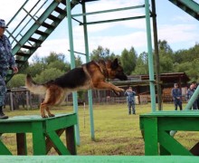 В командном зачете кинологи ИК-5 Вышнего Волочка показали лучшие результаты