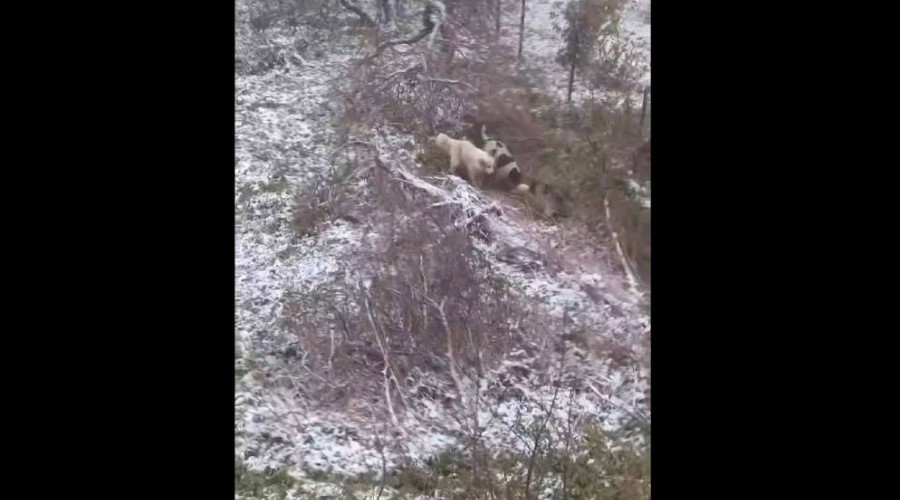 В Вышнем Волочке несколько домашних собак разорвали кошку