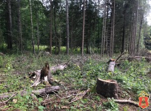 Житель Вышнего Волочка предстанет перед судом за незаконную рубку лесных насаждений