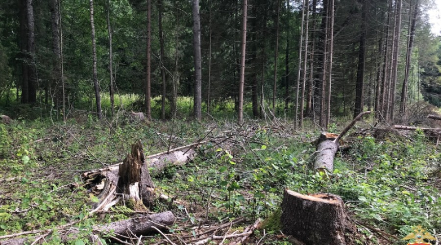 Житель Вышнего Волочка предстанет перед судом за незаконную рубку лесных насаждений